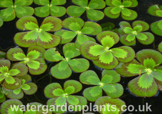 Marsilea_mutica_Floating_Four_Leaf_Clover