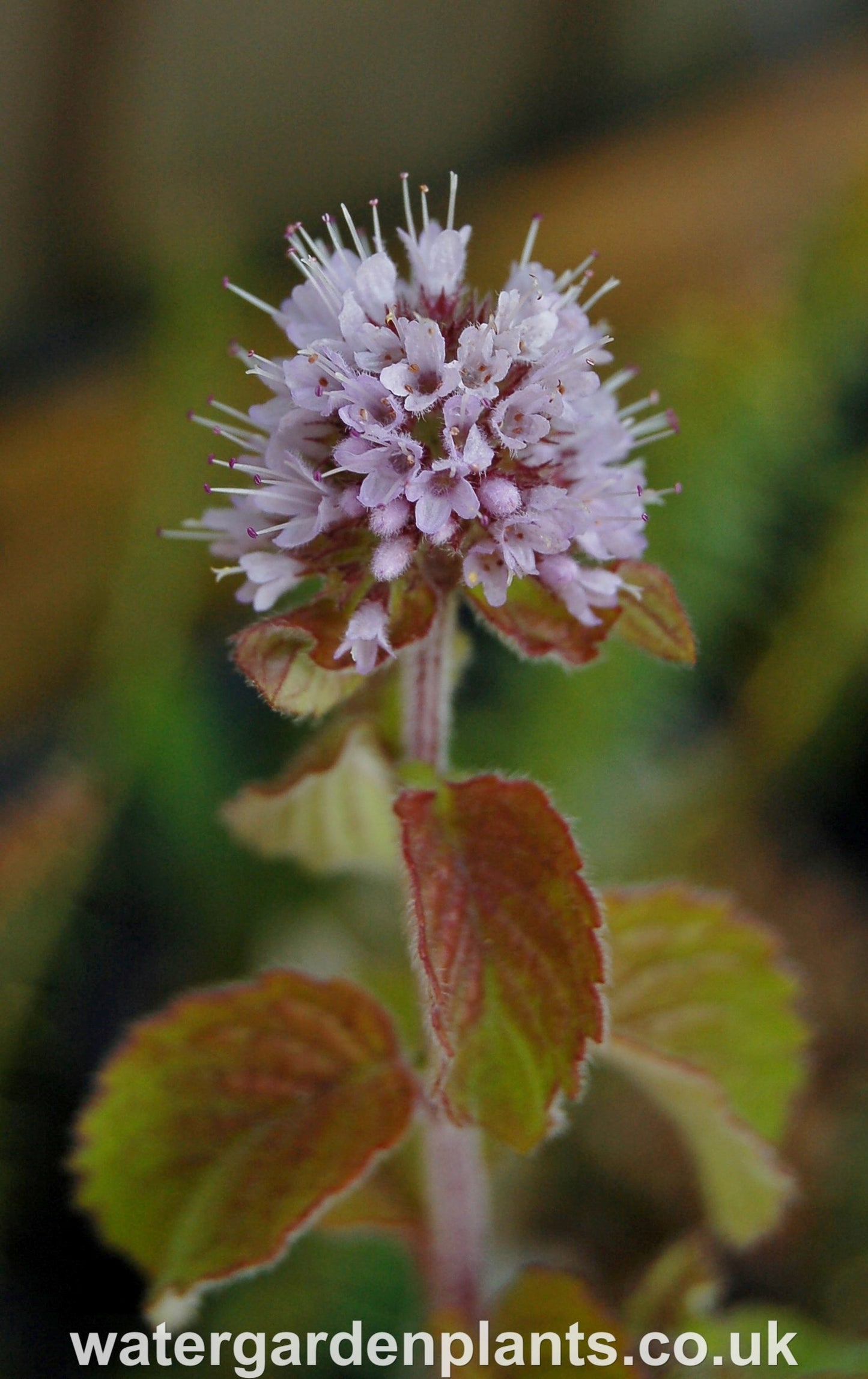 Mentha_aquatica_Water_Mint