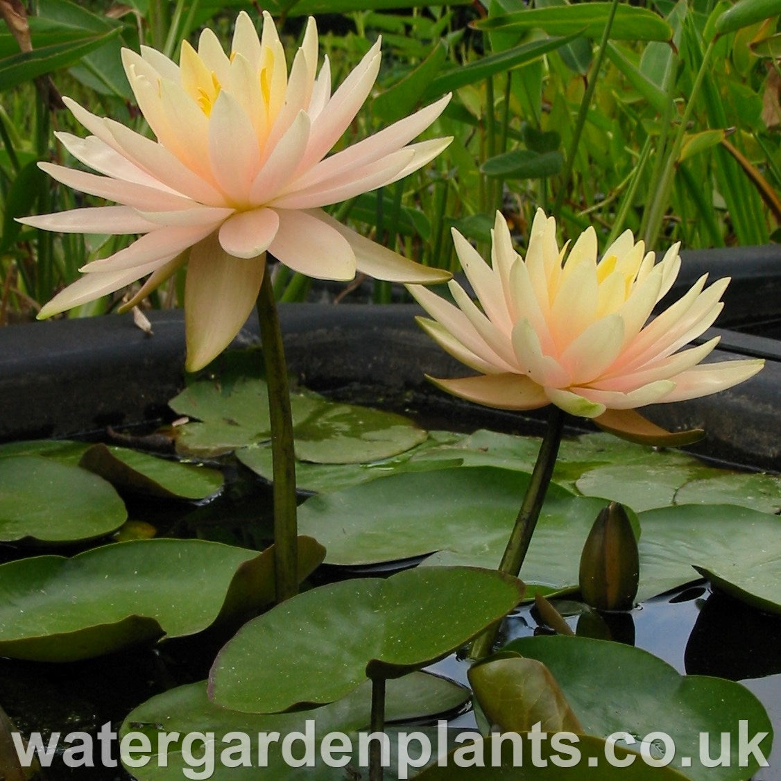 Waterlily Nymphaea 'Peach Glow' 