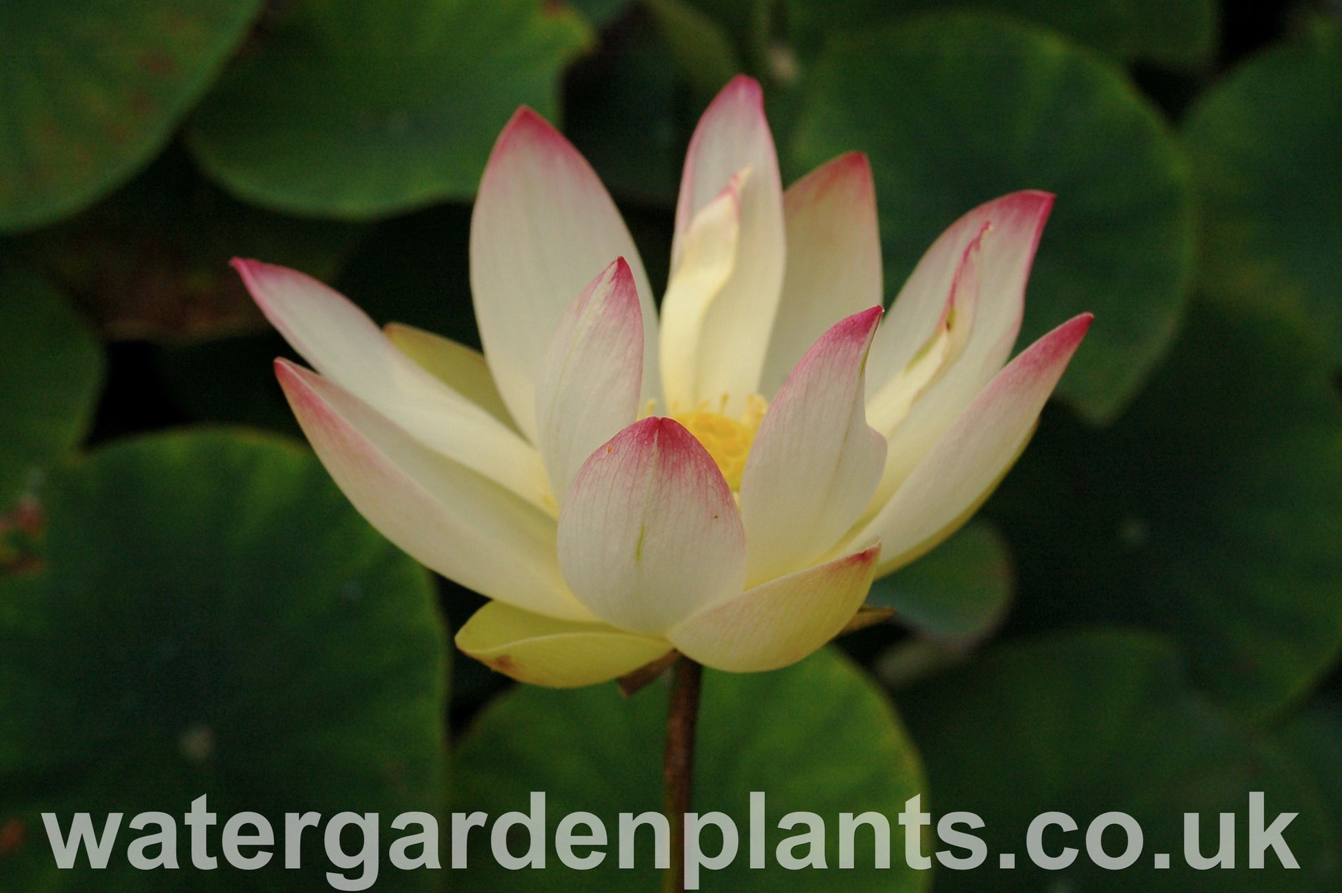 Lotus_Nelumbo_Pink_n_Yellow