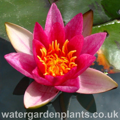 Waterlily Nymphaea 'Pygmaea Rubra' 