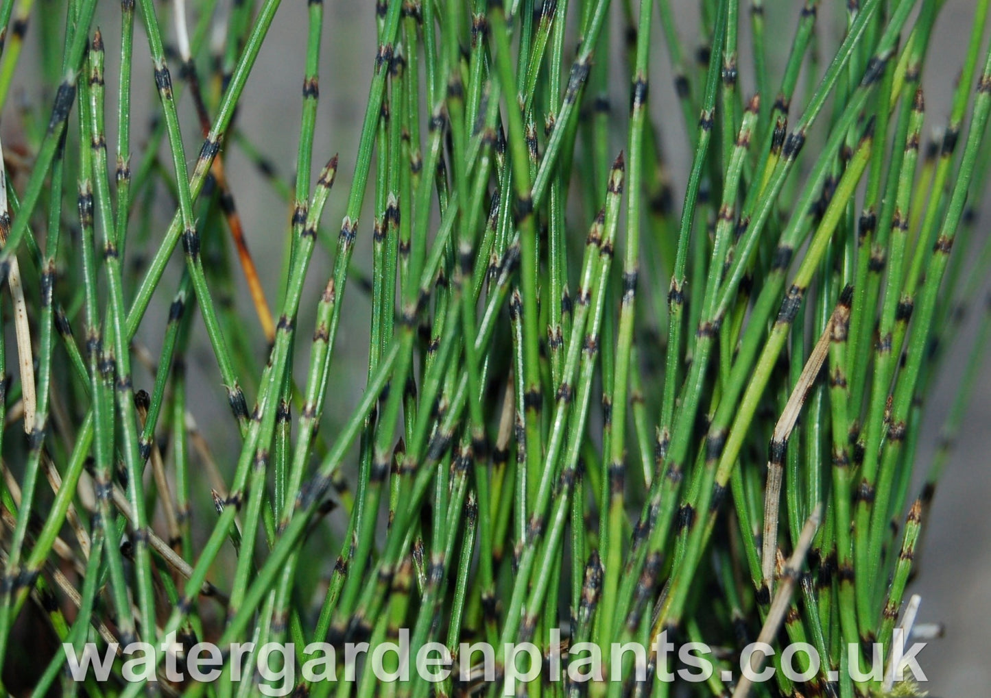 Equisteum_scirpoides_Dwarf_Horsetail_or_Bushy_Horsetail