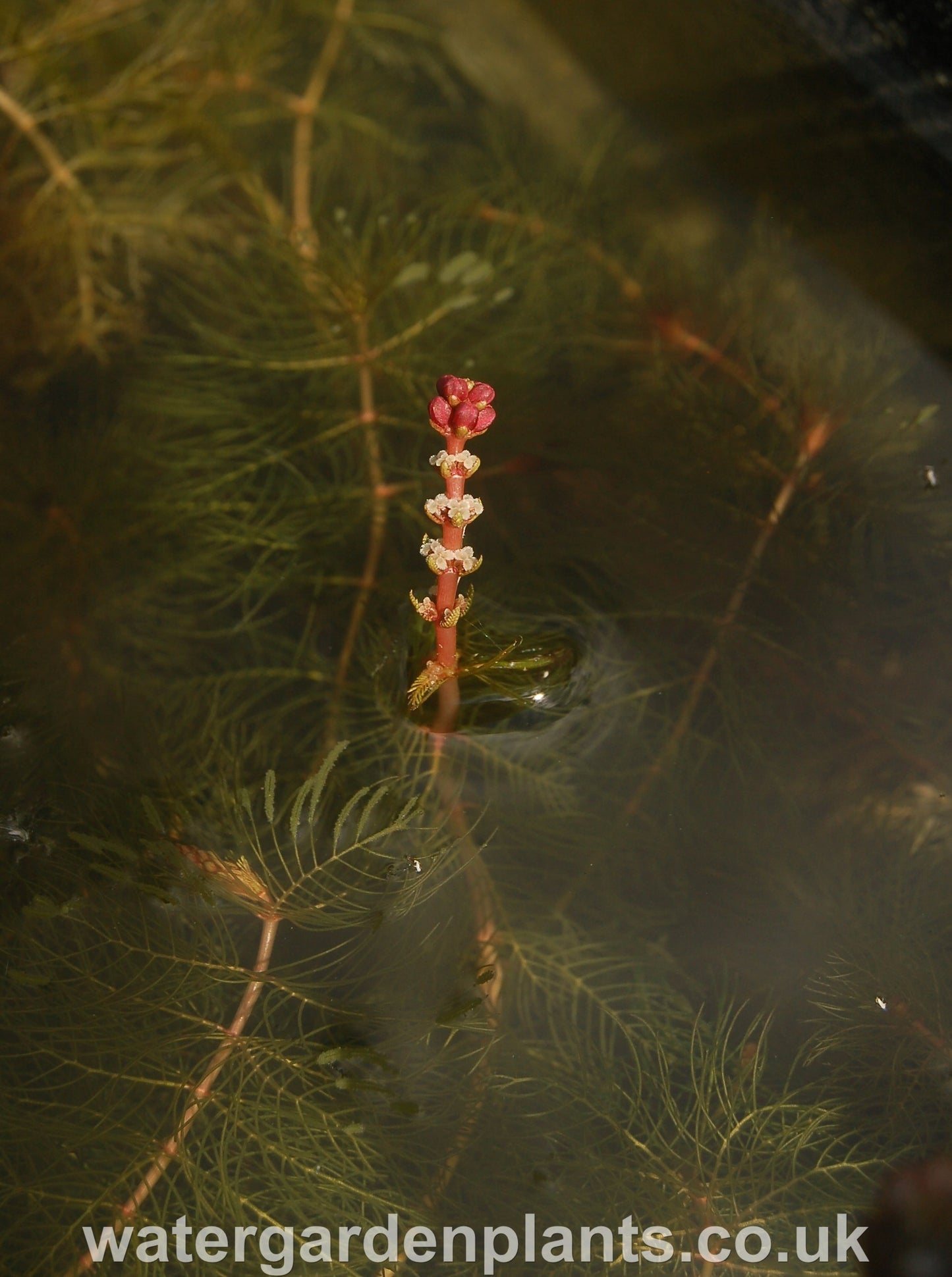 Myriophyllum spicatum Spiked Water Milfoil in flower