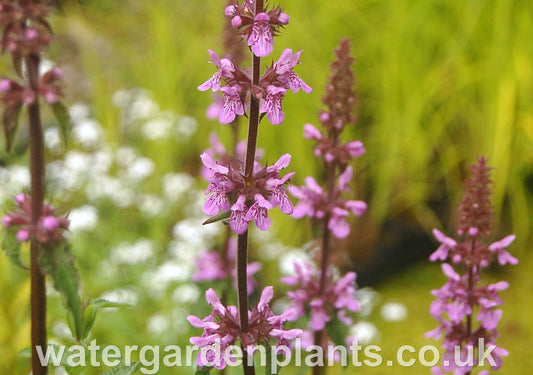 Stachys palustris - Marsh Woundwort