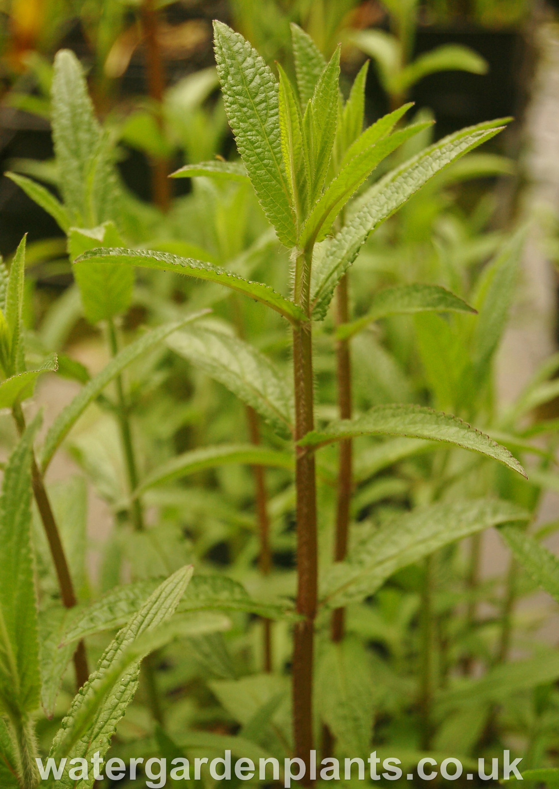 Stachys palustris - Marsh Woundwort foliage