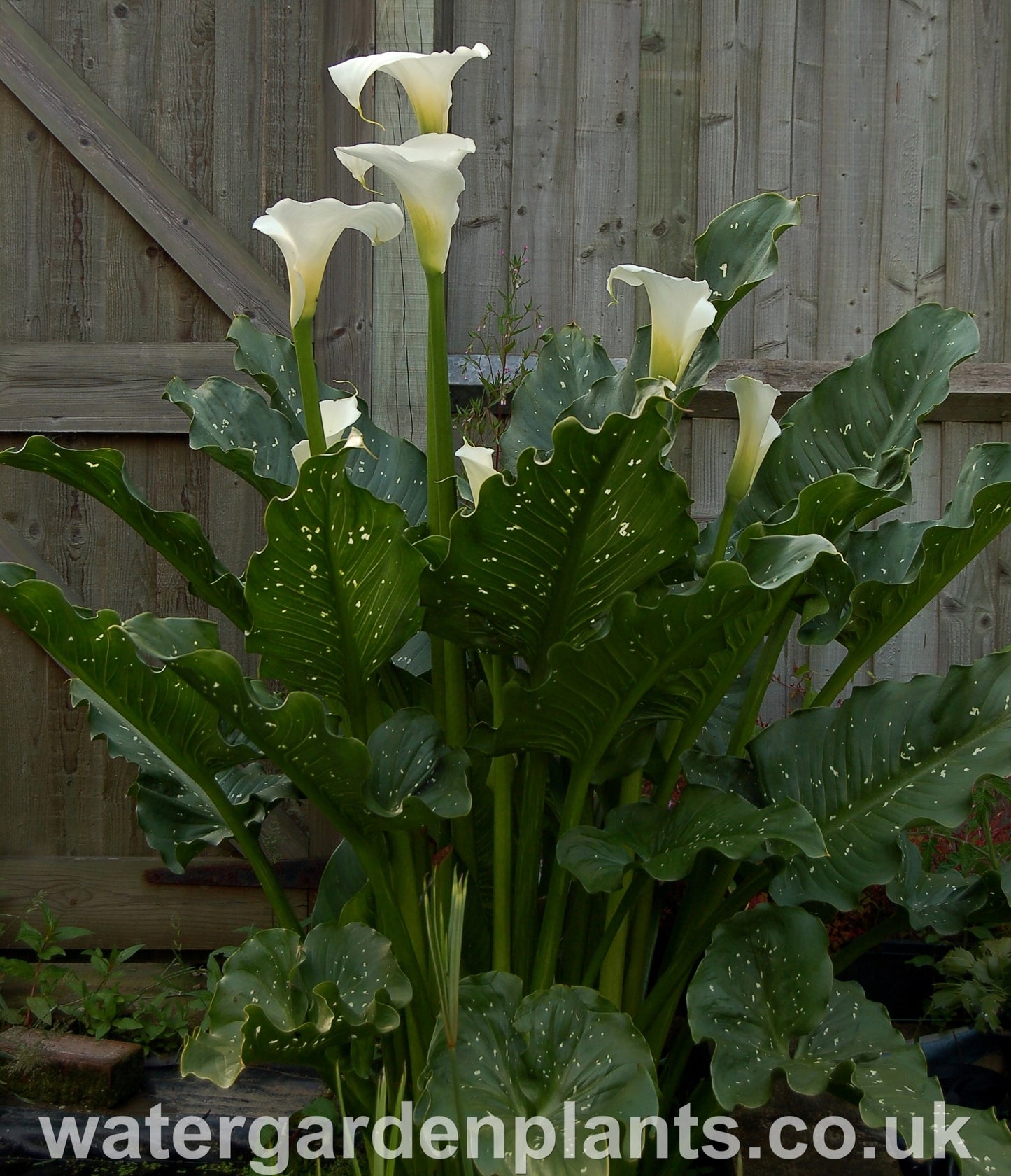 Zantedeschia 'White Giant' - Giant Arum Lily, Giant Calla Lily