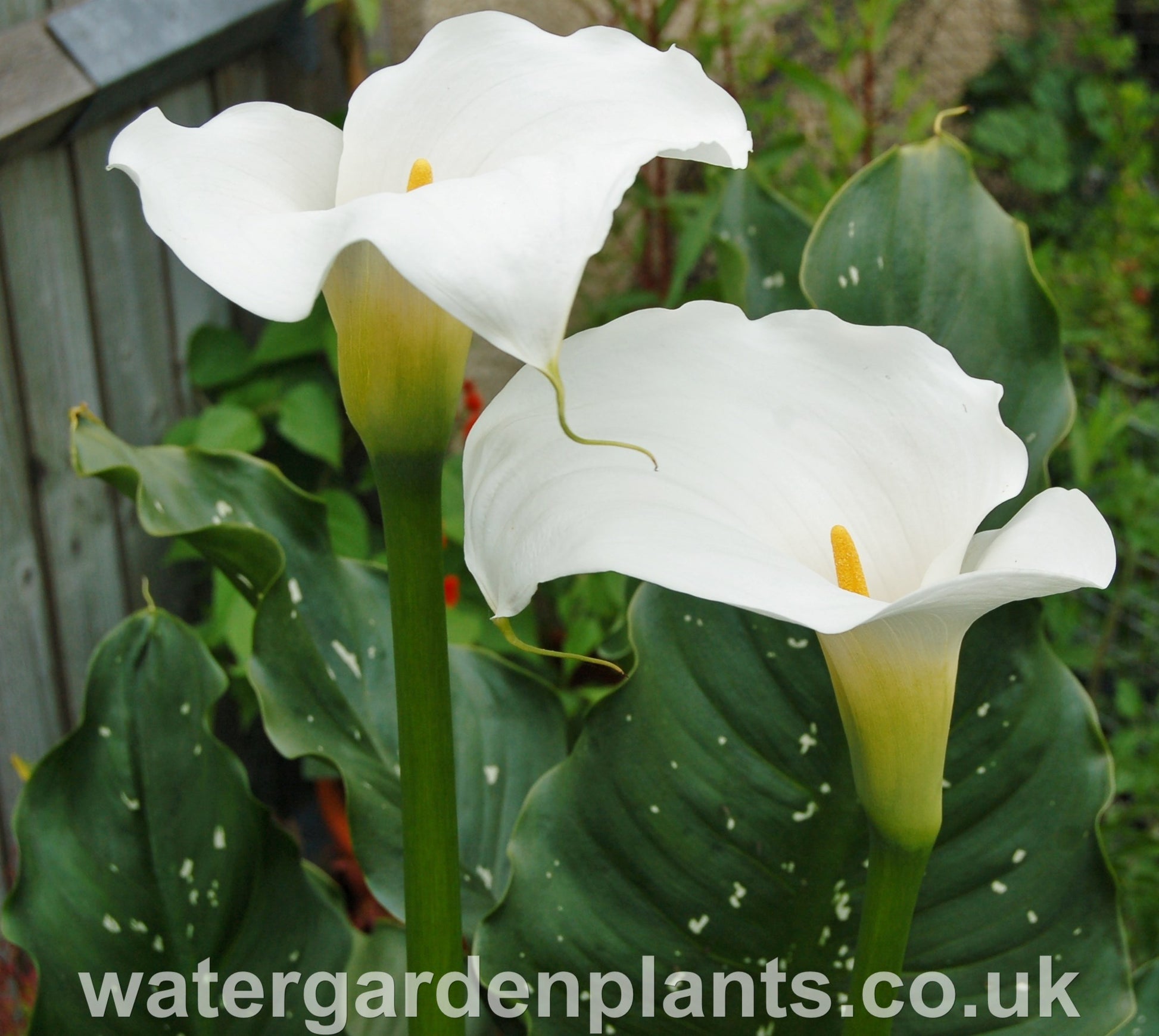 Zantedeschia 'White Giant' - Giant Arum Lily, Giant Calla Lily